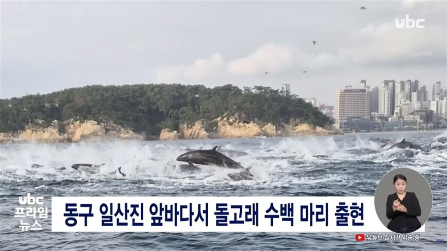 2026-10-14_돌고래_일산진_880.jpg